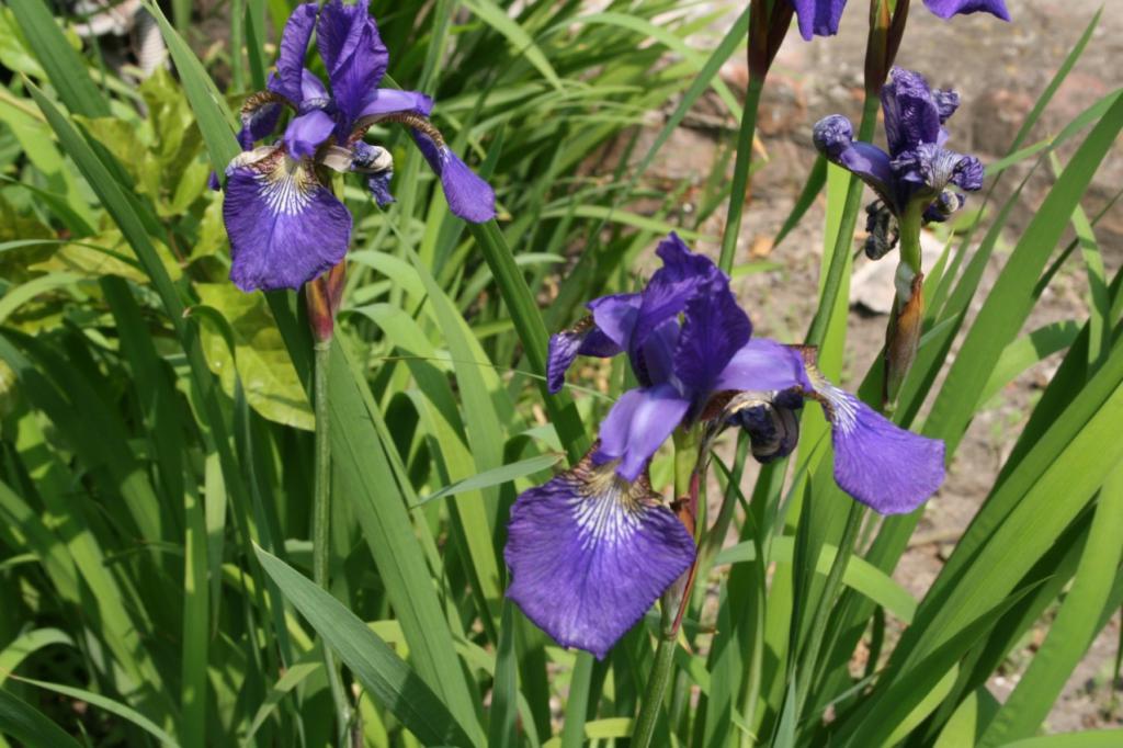 Deep blue irises …
